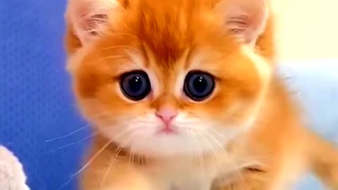 World cutest Cat || Pet Lovers