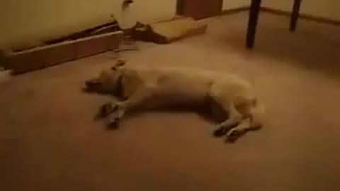 the dog dreaming of running