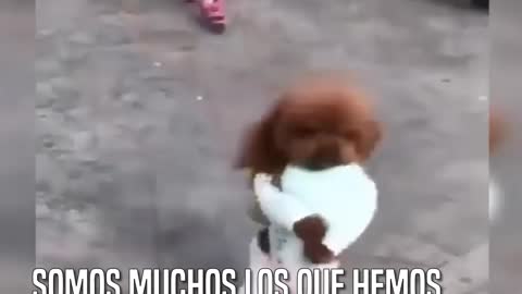 Perros que caminan en dos patas. Ayuda a parar esta tortura!