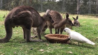 Cockatoo Steals Kangaroos Food