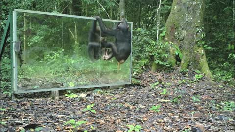 Some chimps are angry at mirrors