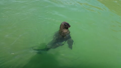 Seal begs for a fish