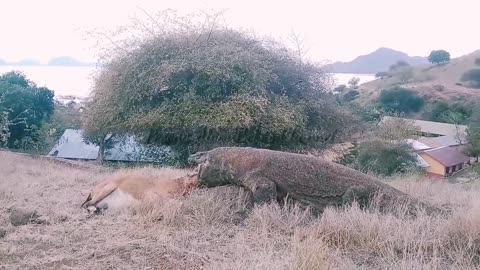 Komodo dragons prey on the resident goats in the komodo village