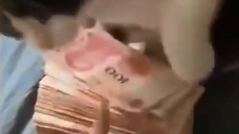 Don't touch my money - Funny Cats