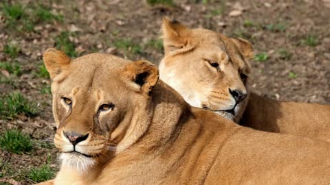 Watch the beauty of these two lions, they are really amazing