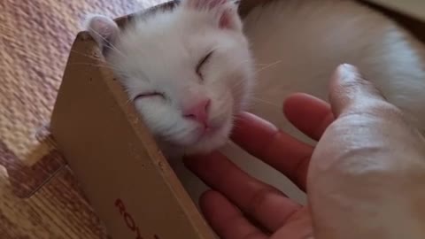 My kitten likes it when I pet her