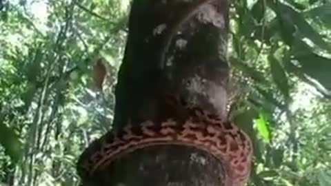 Serpente subindo em árvore