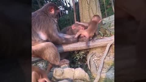 Funny Video | Cute Monkey Video