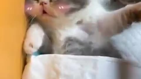 The Cat| Cute kittens