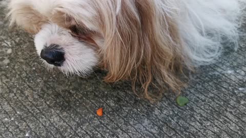 My dog eats carrot (vegetarian dogs)