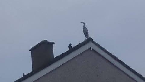 HUGE Bird Gets ATTACKED By Black Bird!