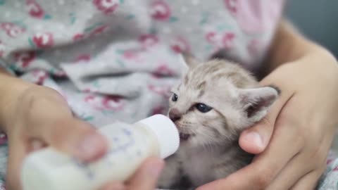 How to Syringe Feed a Newborn Kitten