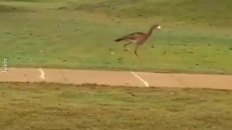 This Bird Steals Golf Balls So It Can Entertain Its Self With Its Own Game