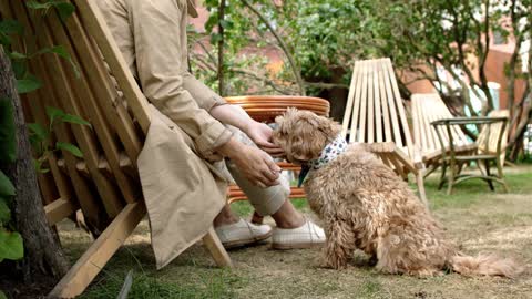 Mastermind Puppy Learning and Performing Training Commands, Dog Showing Training Skills