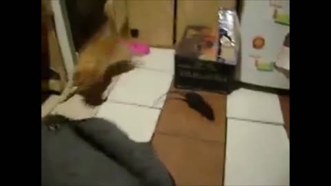 Ninja Rat attacks unexpected Cat