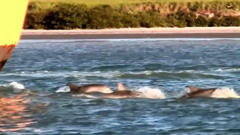 Dolphins Swimming in Front of a Barge - South Padre Island