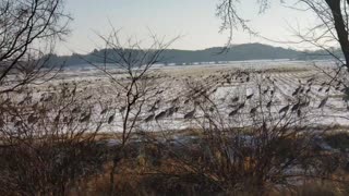 Sandhill Crane Flock Preparing to Migrate