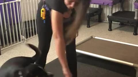 Dog Training Fred - Center