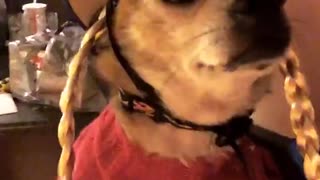 Chihuahua in pig tails costume