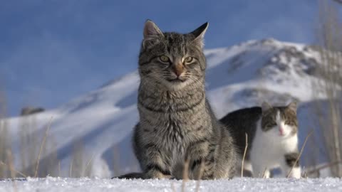 cats in the snow || Keeping your cat warm and dry is the best way to make sure they’re happy.