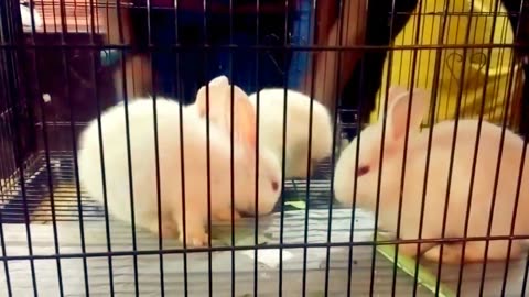 Cute Rebbit video