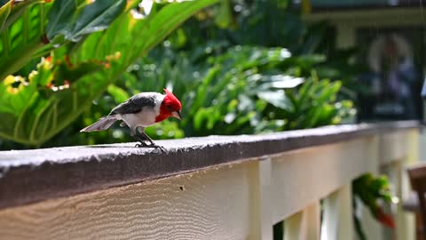 Red Crested Cardinal at Wamea Falls