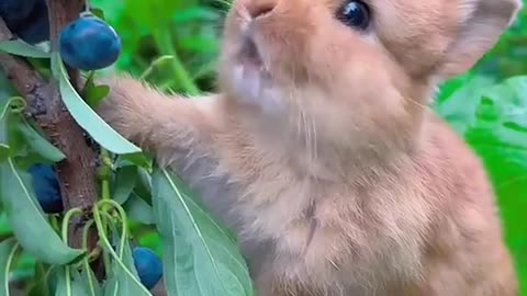 cute rabbit