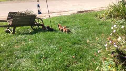 Phoenix Ridge Boxers, boxers playing with Livie!