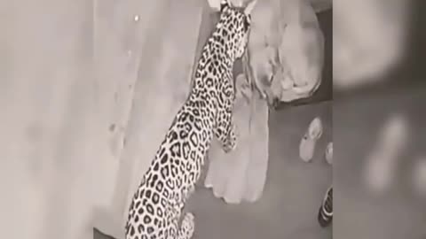 Leopard attack in village of India