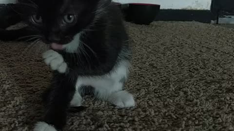 Baby kitty cleans her paws