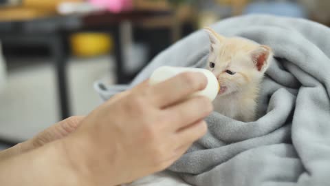 kitten drinking milk😻