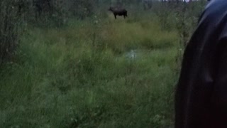 Cow moose blocking the trail.