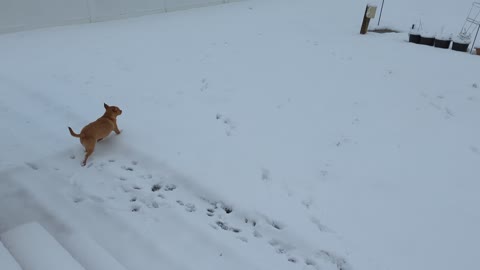 Doggie fun in the snow