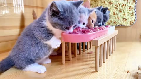 Cute little kitten eats meat