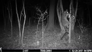 Family of raccoons loving their midnight snack.