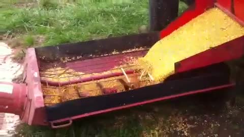 Unloading Corn