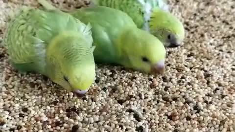 A group of lovebirds eating grain and feed