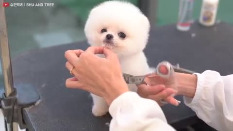 so cute puppy he is...🐕shih tzu