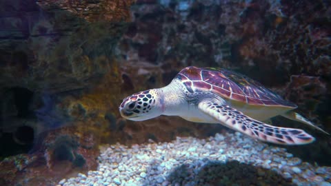 Green sea turtle (Chelonia mydas), also known as the green turtle