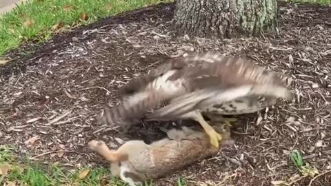 Rabbit Too Heavy for Hawk to Carry