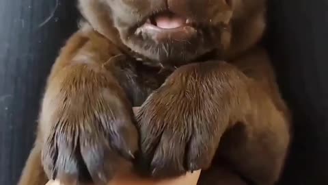 Cute baby chocolate lab getting cuddles