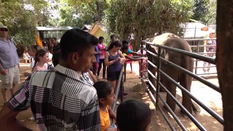 People looking at elephants in Pinnawala orphanage in Sri lanka