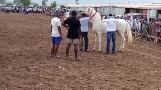 Controlling a horse