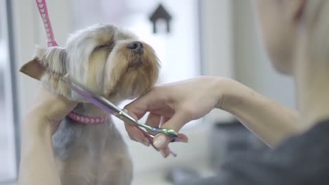 Grooming a Shih Tzu is a variety of haircut