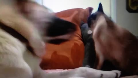 Cat slaps dog - video funny