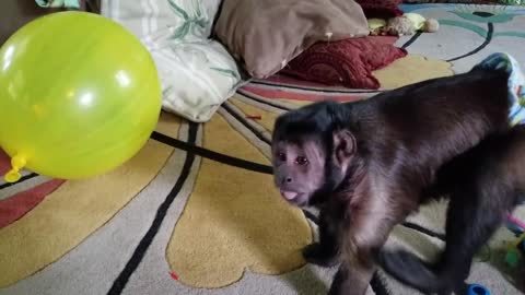 Monkey Finds a HUGE Balloon to Play With. He is so excited because he loves balloons