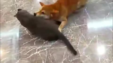 Funny Cat & Dog So Cute Videos