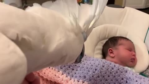 Hilarious Cockatoos Meet Each Other In Pet Store