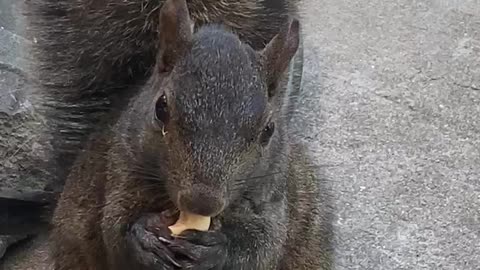 Cashew eating Squirrel