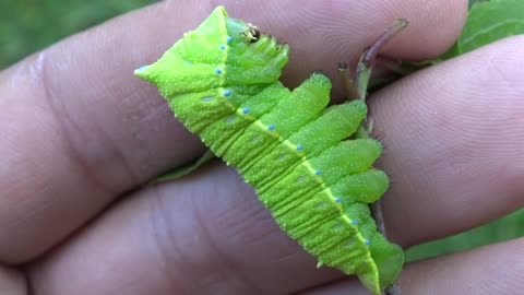 Caterpillar Reacts to Touch With a Squeak